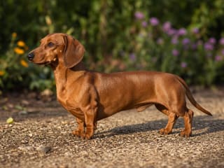 Dachshund: Breed Quirks