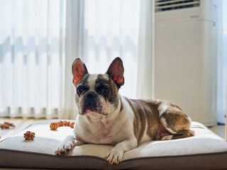 French Bulldog: Breed Quirks