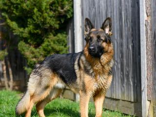 German Shepherd: Breed Quirks