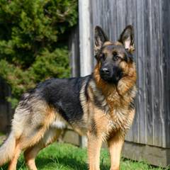 German Shepherd