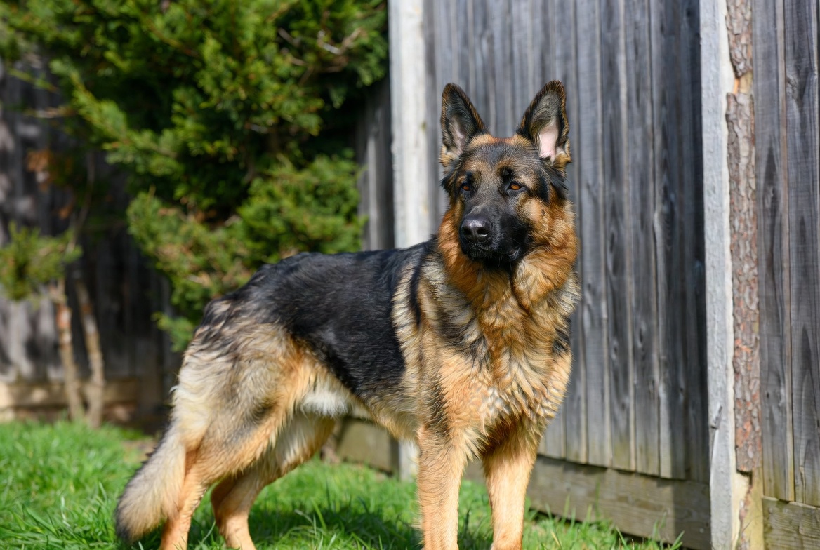 German Shepherd: Breed Quirks - Dog