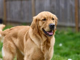 Golden Retriever: Breed Quirks