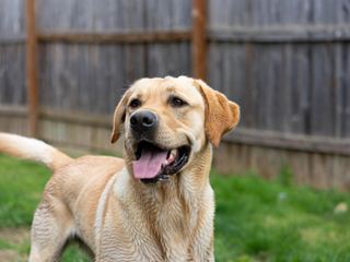 Labrador Retriever: Breed Quirks