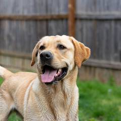 Labrador Retriever