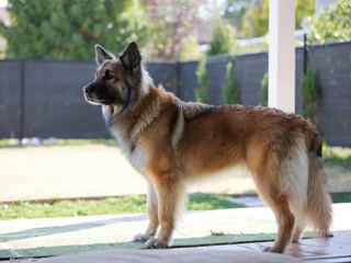 Large and Giant Breed Dogs