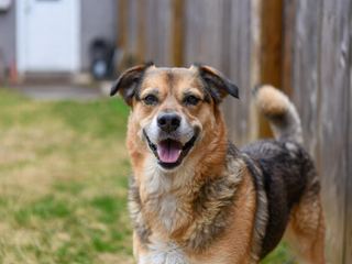 Medium Breed Dogs