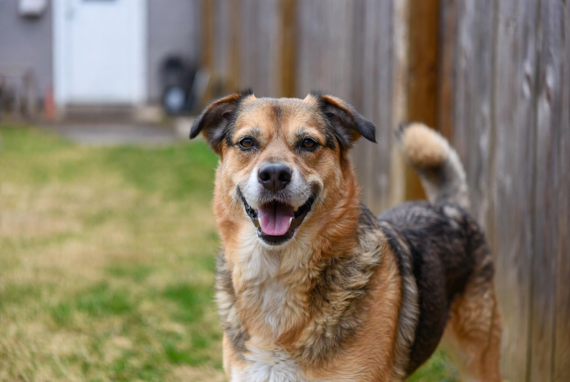 Medium Breed Dogs - Dog