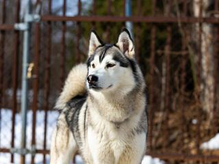 Siberian Husky: Breed Quirks