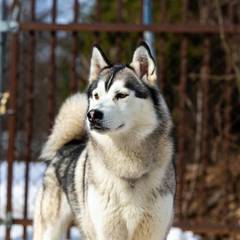 Siberian Husky