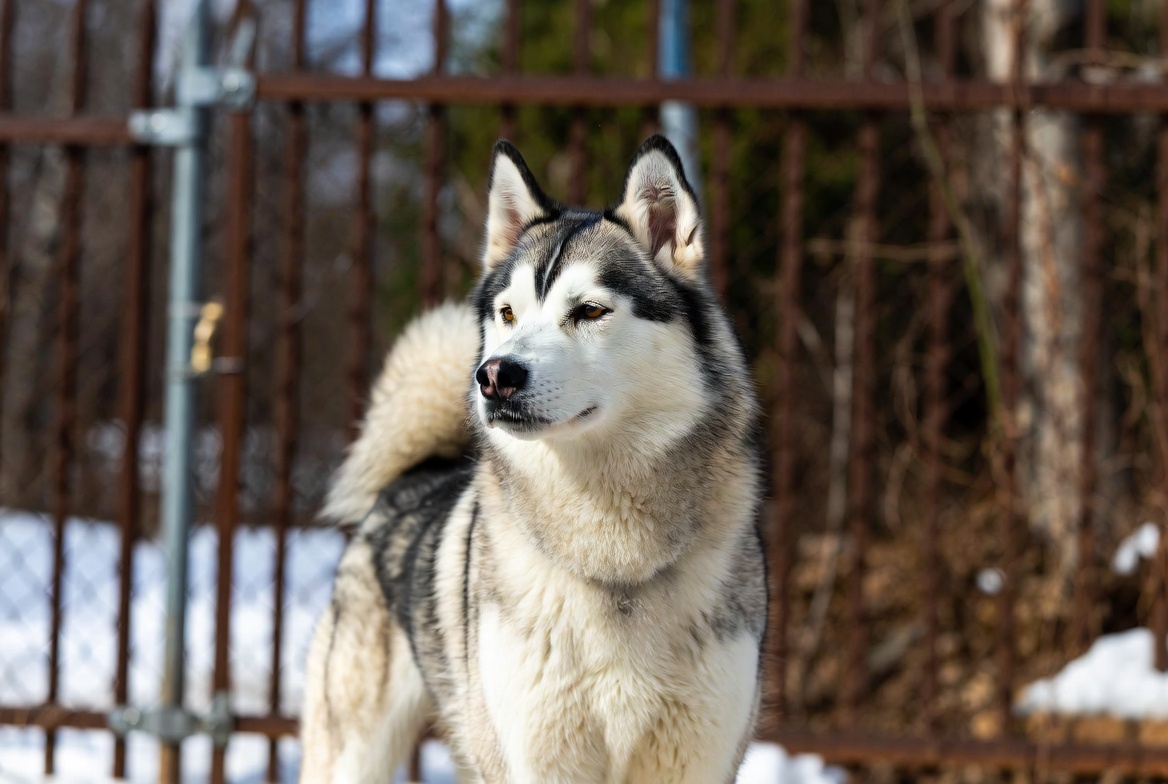 Siberian Husky: Breed Quirks - Dog
