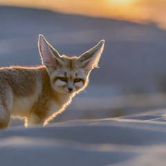 Fennec Fox Laws by State: Where the Smallest Fox Is Banned