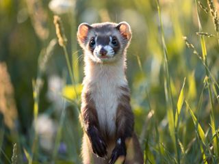 Ferret