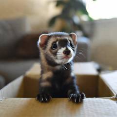 Pet ferret peeking out of a cardboard box