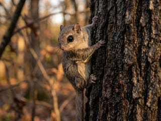 Flying Squirrel