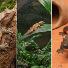 Gargoyle gecko, mourning gecko, and African fat-tailed gecko shown side by side