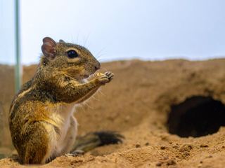 Gerbil