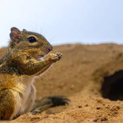 Gerbil
