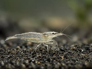 Ghost Shrimp