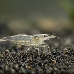 Ghost Shrimp