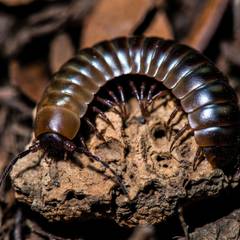 Giant African millipede curled on bark