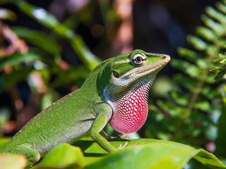 Green Anole