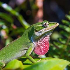 Green Anole
