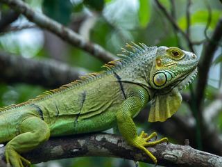 Green Iguana
