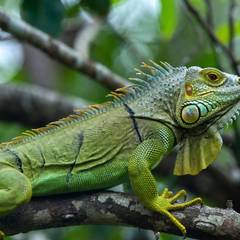 Green Iguana