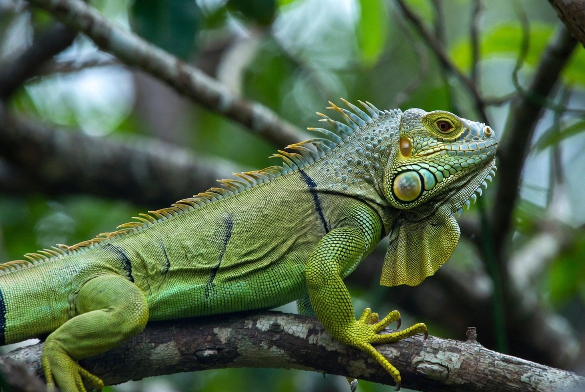 Green Iguana - Lizards