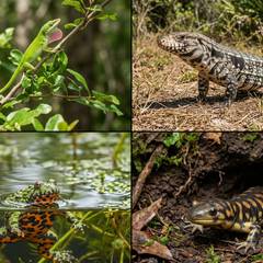 Green anole, Argentine tegu, fire-bellied toad, and tiger salamander shown side by side