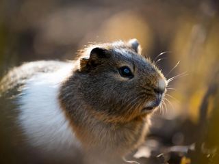 Guinea Pig