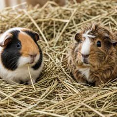 Two guinea pigs together on a bed of timothy hay