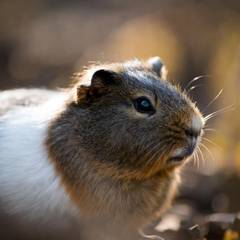 Guinea Pig