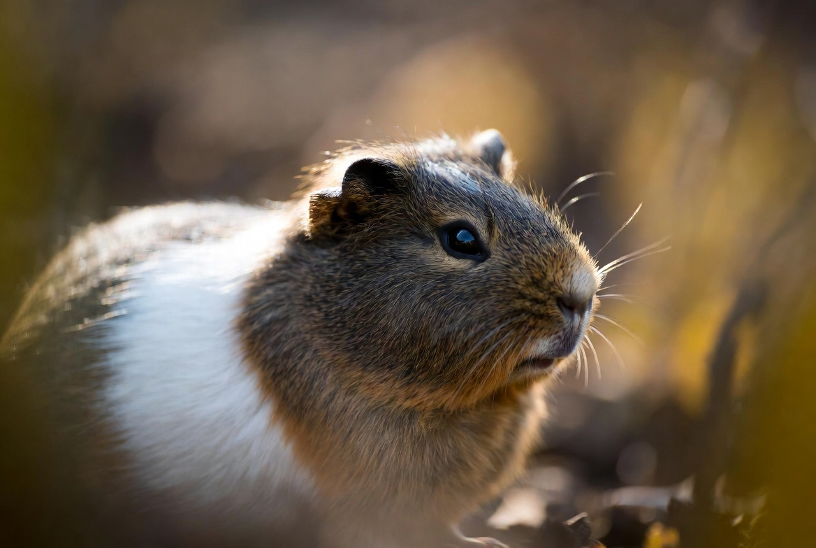 Guinea Pig