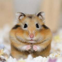 Golden Syrian hamster sitting upright on pale bedding with its front paws held together