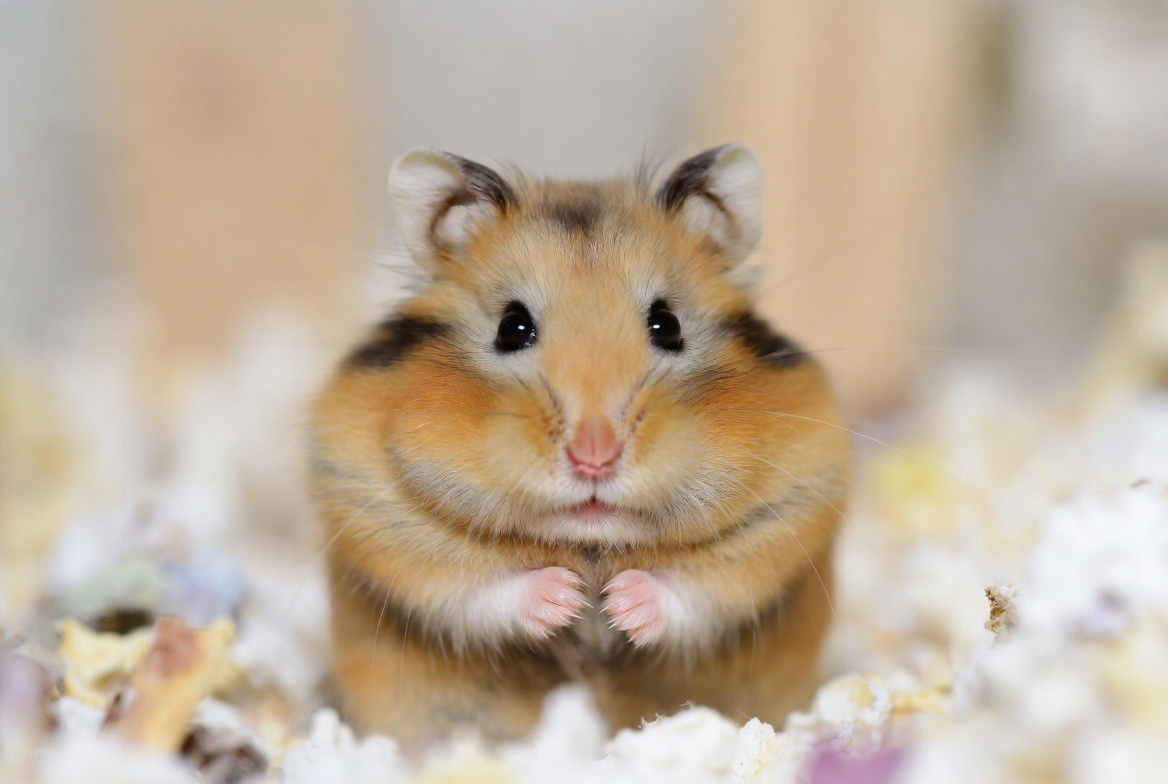 Golden Syrian hamster sitting upright on pale bedding with its front paws held together