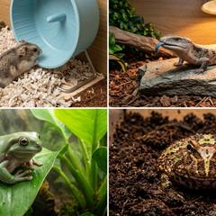 Hamster, blue-tongued skink, White's tree frog, and Pacman frog shown side by side