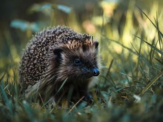 Hedgehog