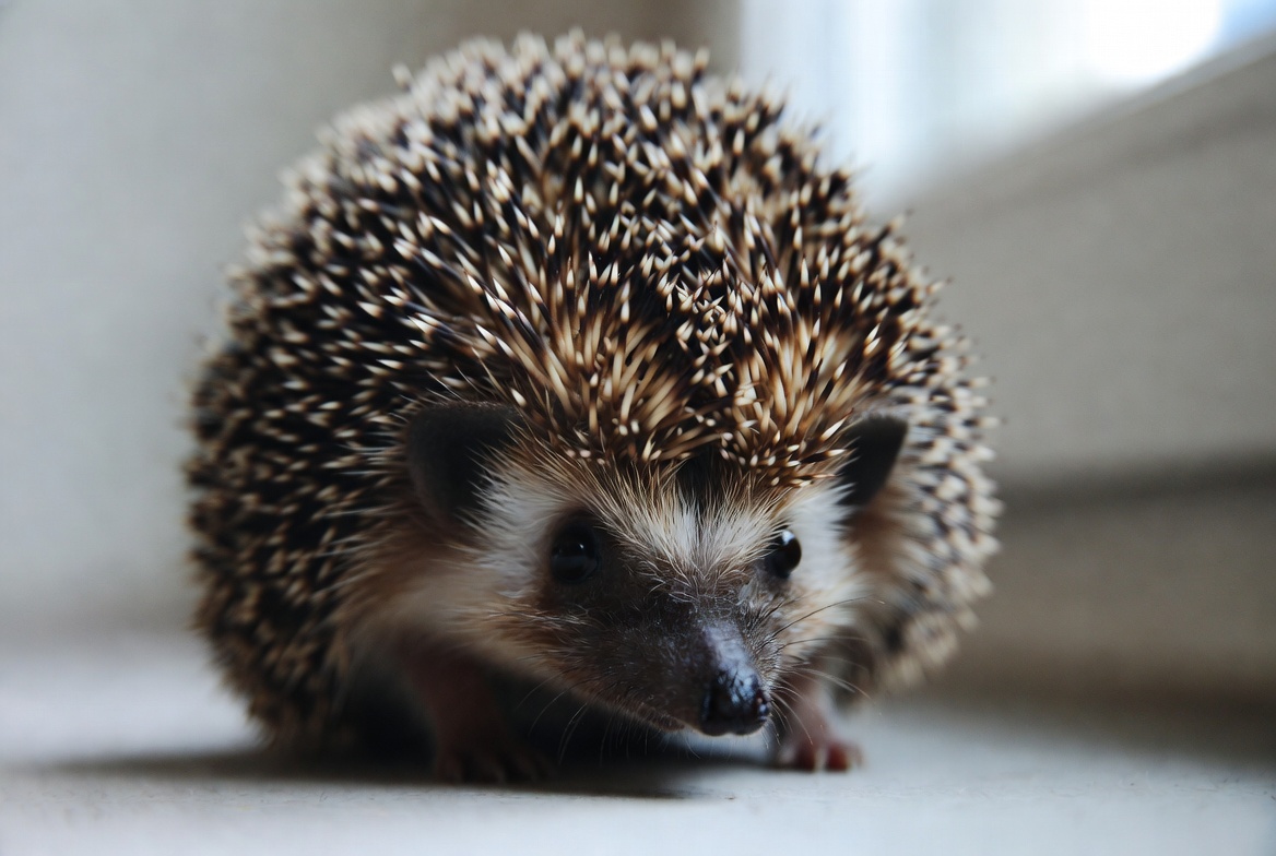 African pygmy hedgehog walking toward the camera on a pale surface