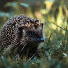 Hedgehog