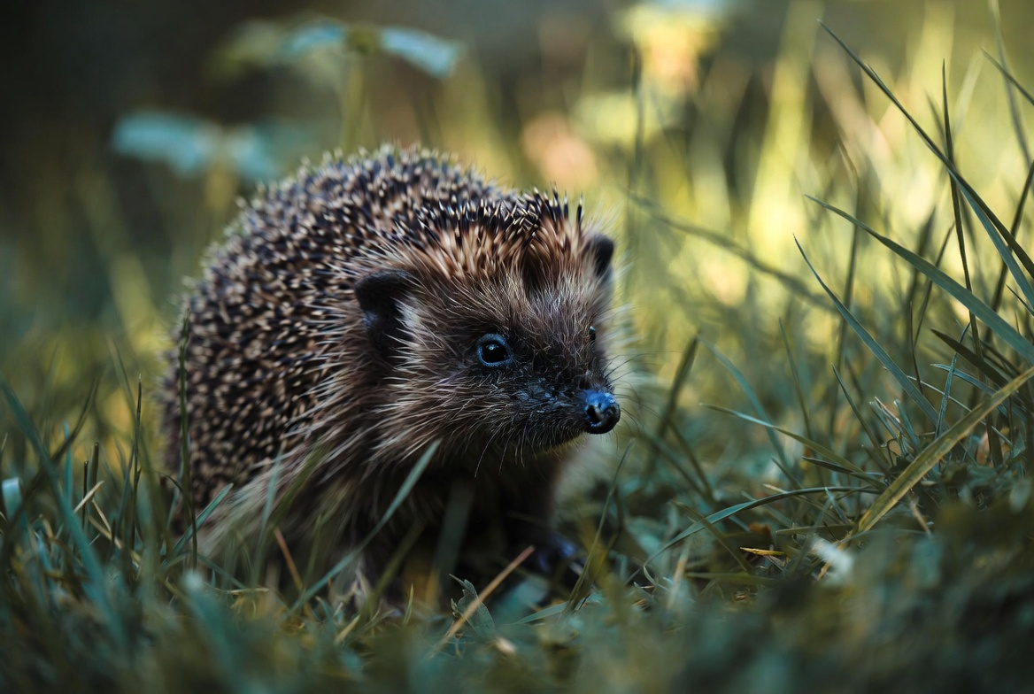 Hedgehog