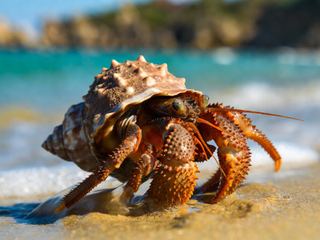 Hermit Crab
