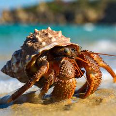 Hermit Crab