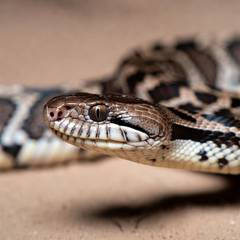 Hognose snake with its distinctive upturned snout