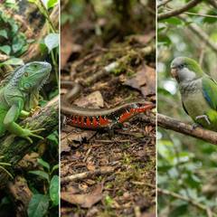 Green iguana, fire skink, and Quaker parakeet shown side by side