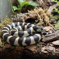 California kingsnake coiled in its enclosure, showing its banded pattern
