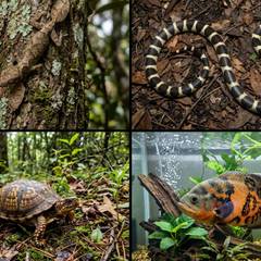Leaf-tailed gecko, California kingsnake, box turtle, and oscar fish shown side by side