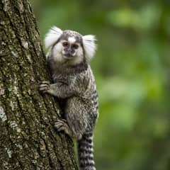 Common marmoset clinging to a tree trunk with its white ear tufts and banded tail in view