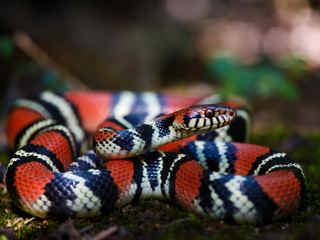 Milk Snake