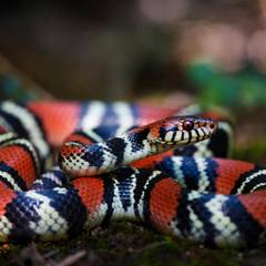 Milk Snake